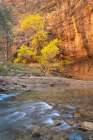 Fall color in Zion Canyon The Narrows-Zion National Park-Utah Art Print